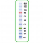 Prestained Protein Marker, 3 Colors, 10-245kDa