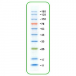 Prestained Protein Marker, 3 Colors, 10-180kDa